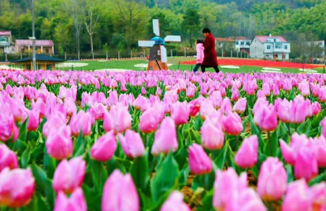 龙津溪地、绿野仙踪、踏青赏花二日游尊龙凯时茗阳温泉、西九华、花千谷、(图4)